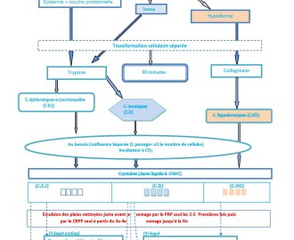 Nouveau procédé: Les greffes séquentielles de cellules cutanées guérissent-elles les brûlures de troisième degré? Étude comparative à propos de 517 patients.