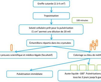 GREFFES SÉQUENTIELLES DE CELLULES CUTANÉES PREMIERS RÉSULTATS D’UN NOUVEAU PROCÉDÉ ET REVUE DE LALITTÉRATURE